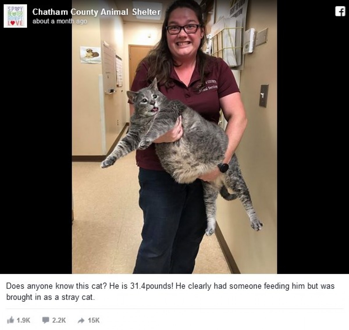 太っちょ野良猫、ネットで大人気 ※海外メディア「Huffington Post」のスクリーンショット