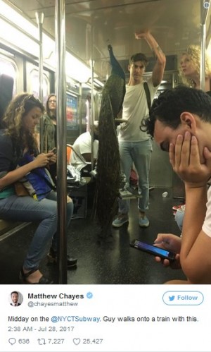 NY地下鉄にクジャク乗車？　驚くほど落ち着いた様子には秘密が…