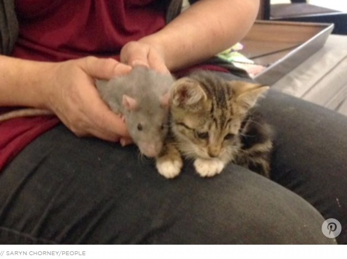 2匹のネズミが子猫のお世話？ NYにある猫カフェが話題　※海外メディア「People」のスクリーンショット