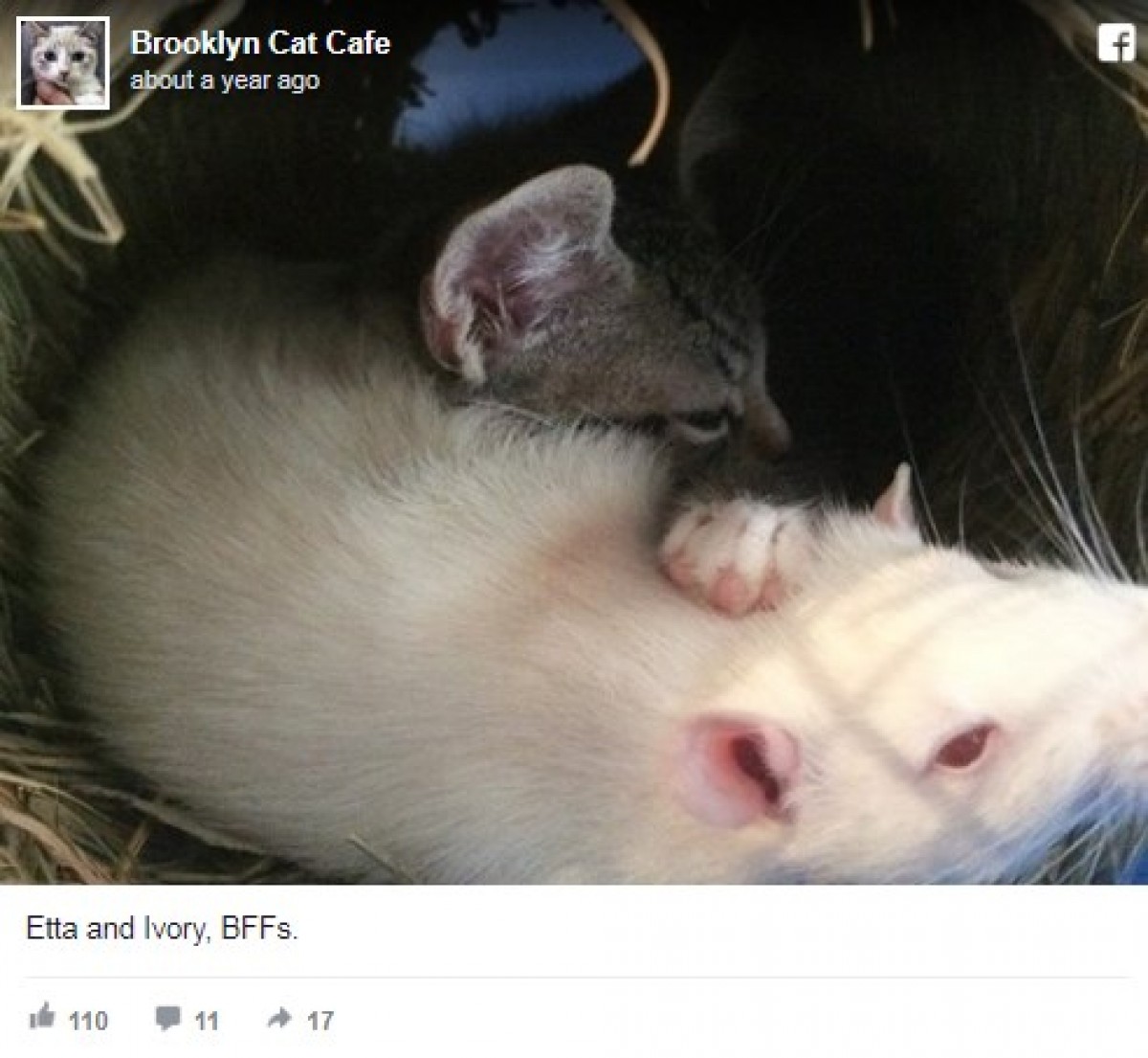 2匹のネズミが子猫のお世話？ NYにある猫カフェが話題