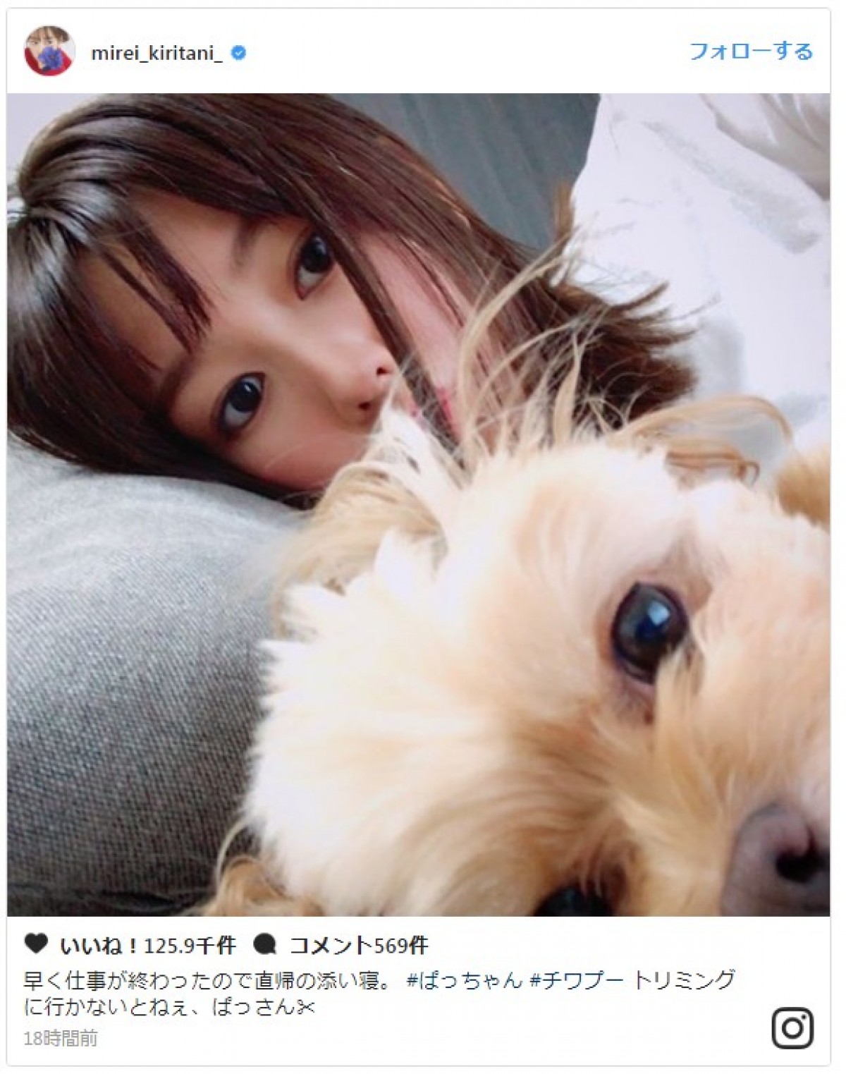 桐谷美玲、愛犬との添い寝ショットに反響「お顔ソックリ!」 ※「桐谷美玲」インスタグラム