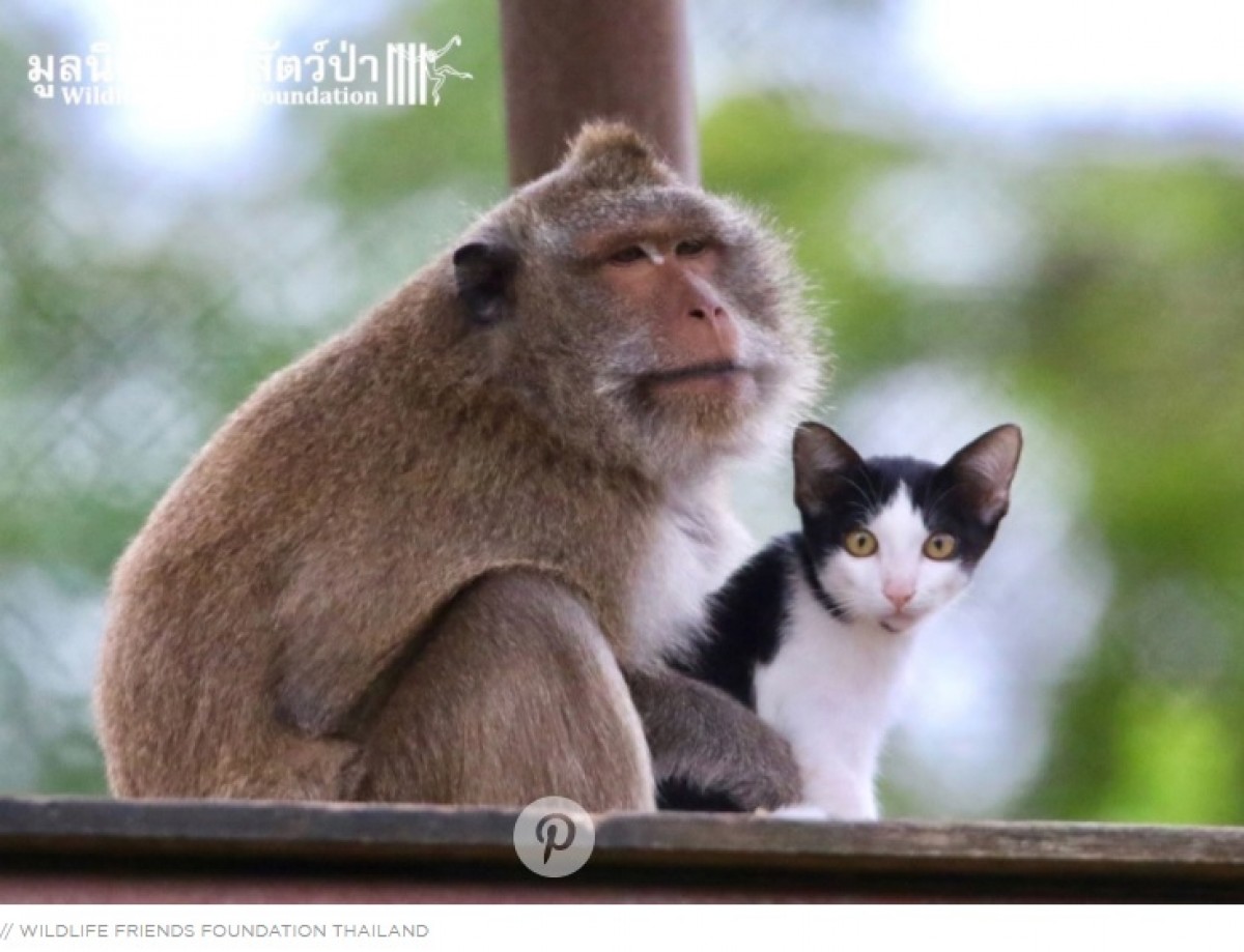 ねこの毛づくろいをするサル　種を超えた仲良しぶりにほっこり