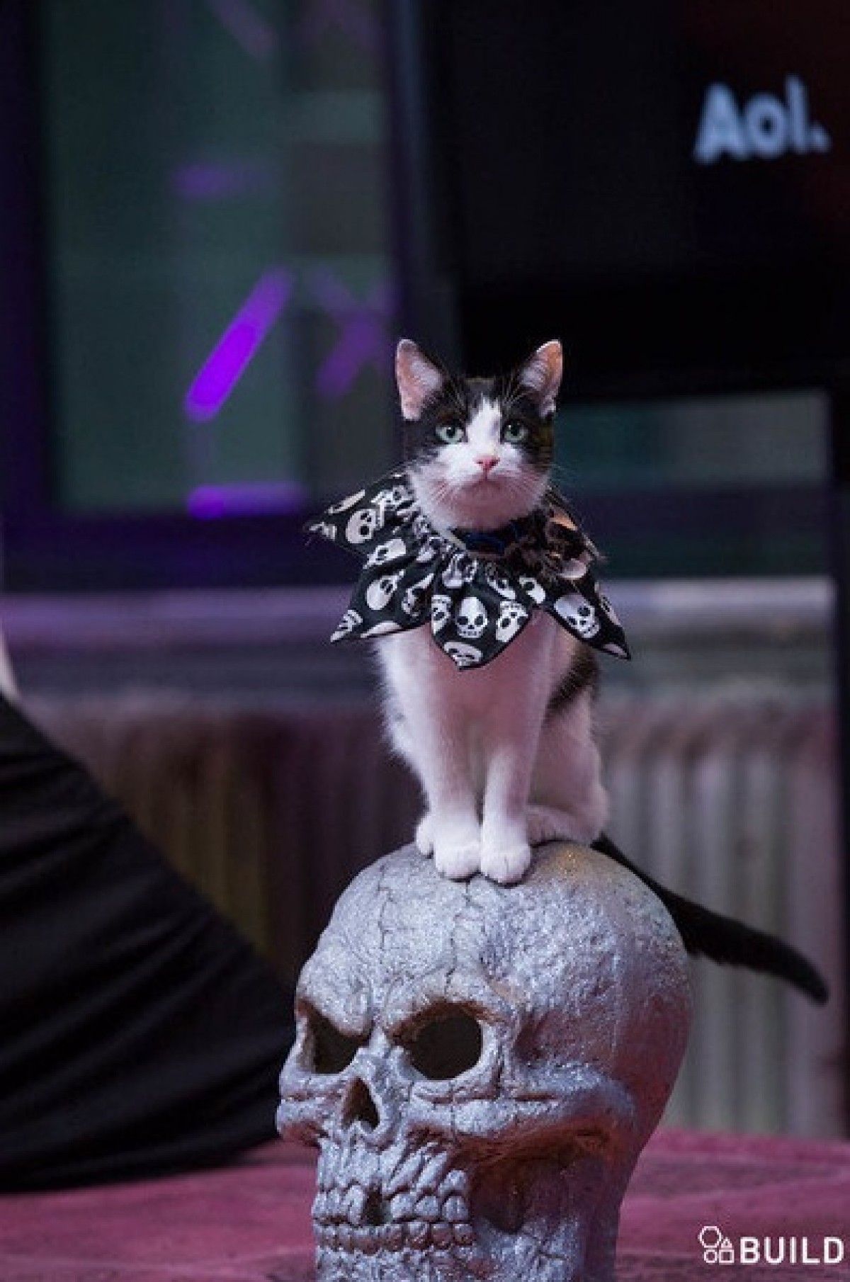 にゃんこサーカス巡業中！ 助けられた野良猫がパフォーマンス