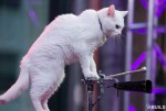 アメリカの猫サーカスでパフォーマンスするキュートなにゃんこ　※海外メディア「Huffington Post」のスクリーンショット