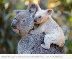 オーストラリアで珍しい“白い”赤ちゃんコアラ誕生！