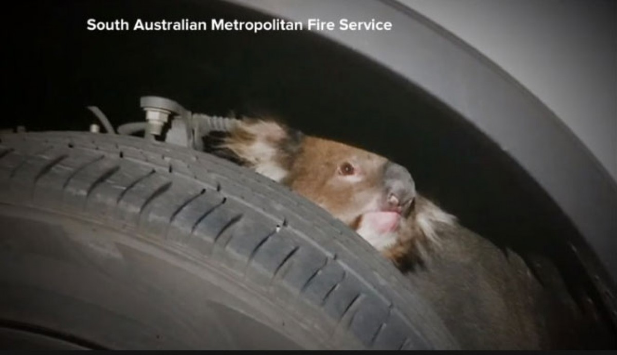 コアラが車のあんなところに!(※海外メディア「ABC News」スクリーンショットより)