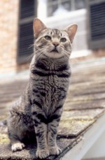 子猫が車のエンジン内で3日間！消防士が救出