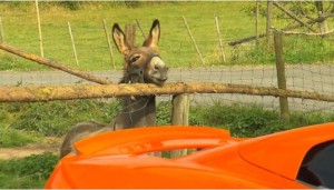 にんじん色の車を食べようとしたロバ　マクラーレン損傷で訴えられる