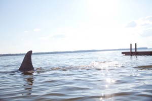 サメVSお母さん！ 海水浴場から外に投げる