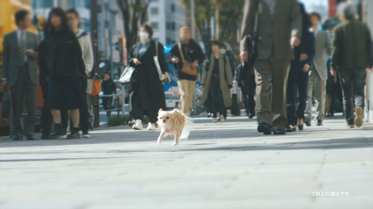 広瀬すず、年賀状作りはチワワに託す!? キュート過ぎるWEB動画公開