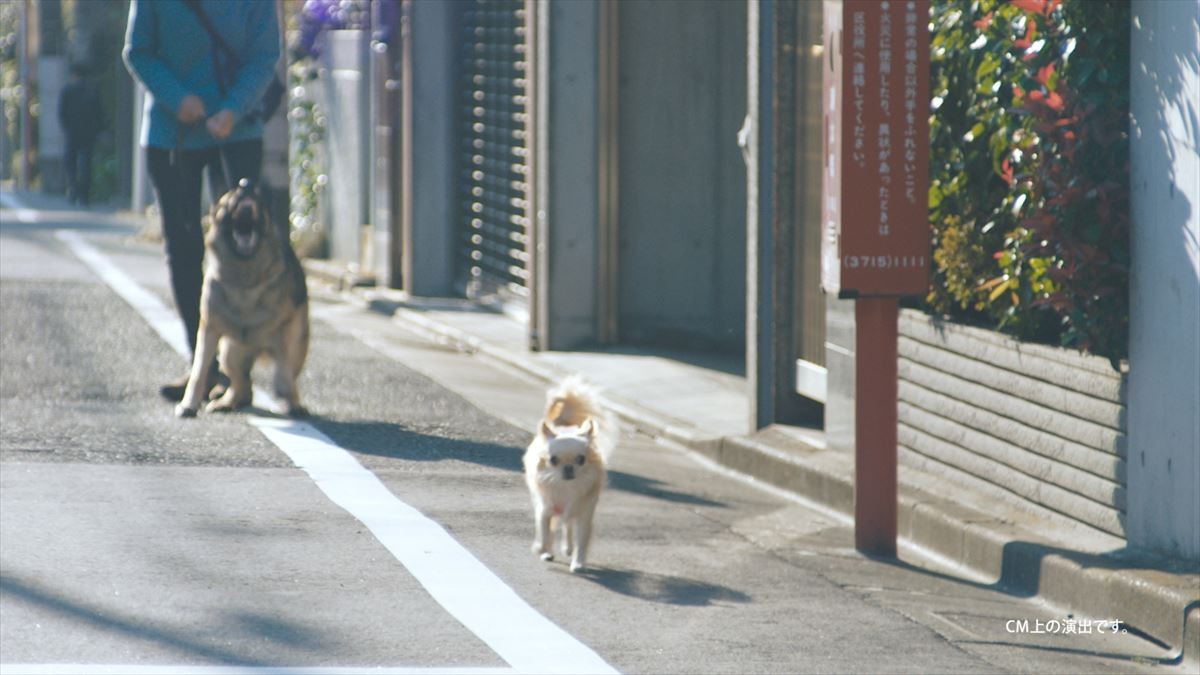 広瀬すず、年賀状作りはチワワに託す!? キュート過ぎるWEB動画公開
