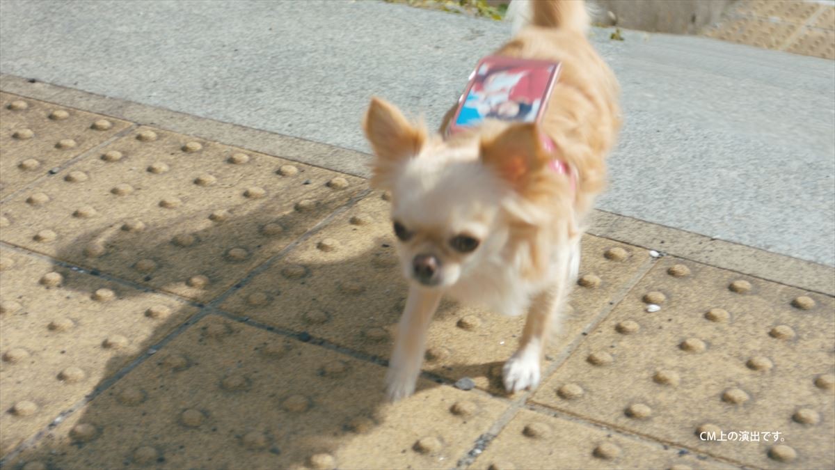 広瀬すず、年賀状作りはチワワに託す!? キュート過ぎるWEB動画公開