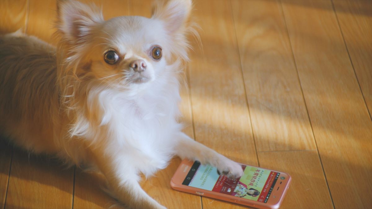 広瀬すず、年賀状作りはチワワに託す!? キュート過ぎるWEB動画公開