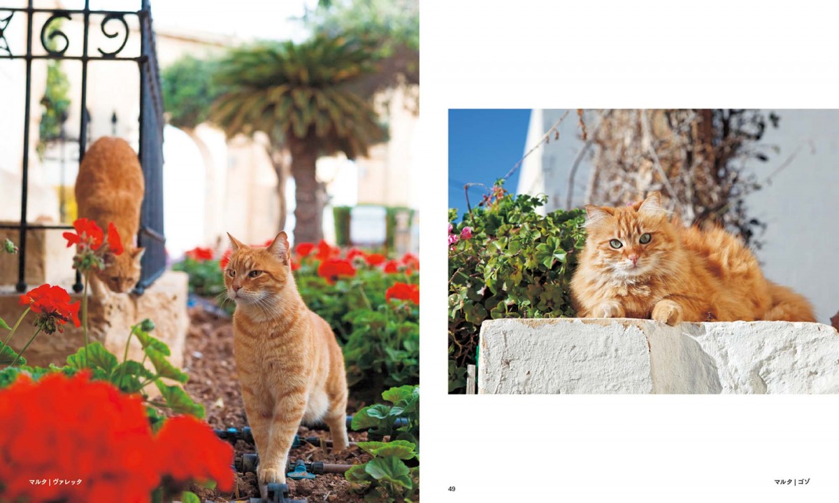 猫好きにはたまらない写真集『世界の街猫』発売！ パリの街角から、日本の離島まで