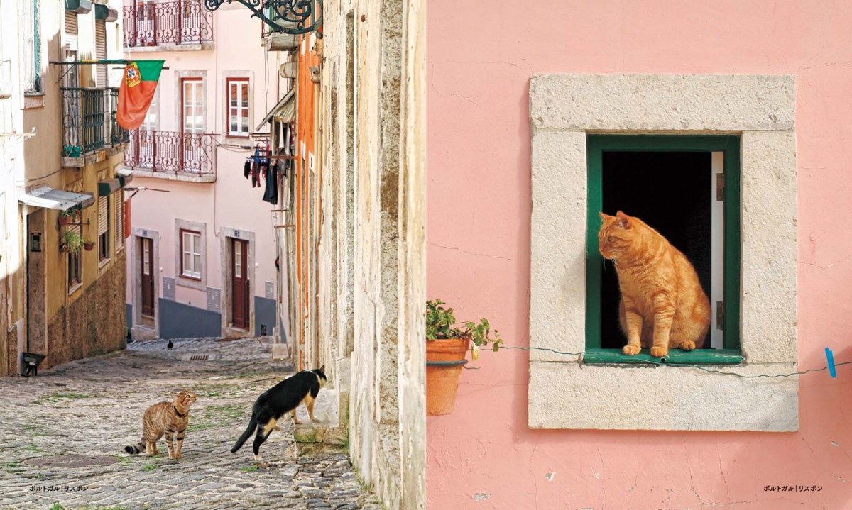 猫好きにはたまらない写真集『世界の街猫』発売！ パリの街角から、日本の離島まで