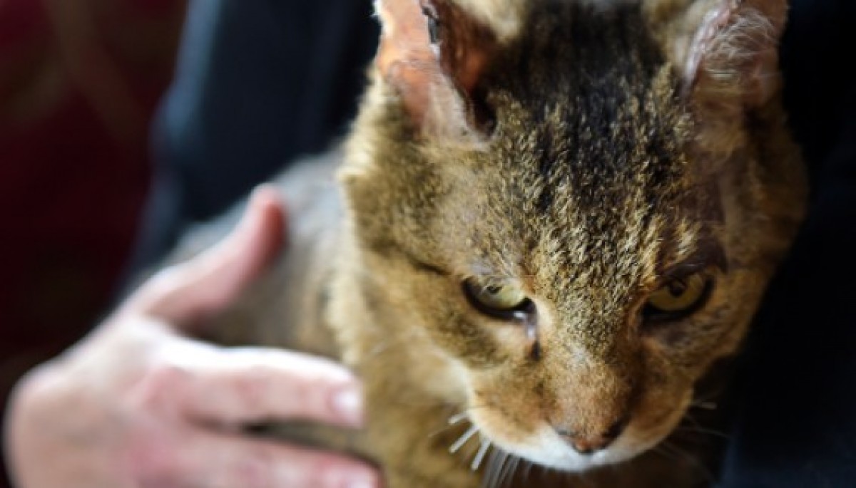 猫の里親になろうとした家族、10年前に失踪した飼い猫と驚きの再会！　※海外メディアPeopleからのスクリーンショット