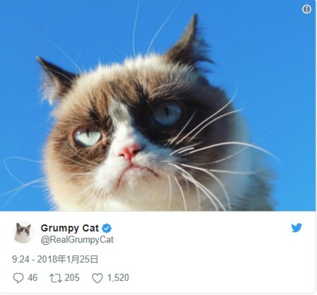 勝訴するも、相変わらずの不機嫌っぷり？　※「Grumpy Cat」ツイッター