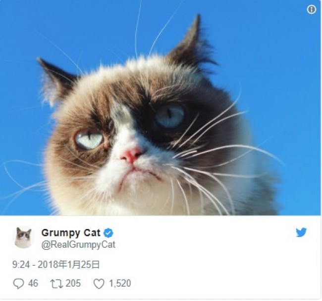 勝訴するも、相変わらずの不機嫌っぷり? ※「Grumpy Cat」ツイッター