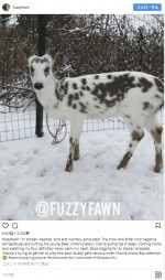 “ダルメシアン”の子鹿「ブー」　※「Fuzzy Fawn Wildlife」インスタグラム