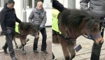 盲導犬の代わりに馬！ 犬が苦手な男性のために“盲導馬”