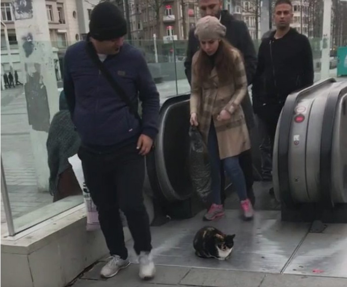 人々が猫ちゃんを避けて歩く　※海外メディア「People」」スクリーンショット