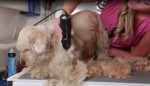 野良犬が綺麗になるまで　※海外メディア「People」」スクリーンショット