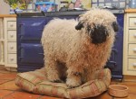 自分を“犬”だと思っている羊