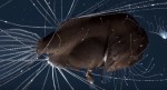 アンコウの繁殖行動を収めた映像のスクリーンショット　※ユーチューブ「First footage of deep-sea anglerfish pair」