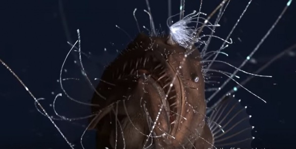 アンコウの繁殖行動を収めた映像のスクリーンショット ※ユーチューブ「First footage of deep-sea anglerfish pair」