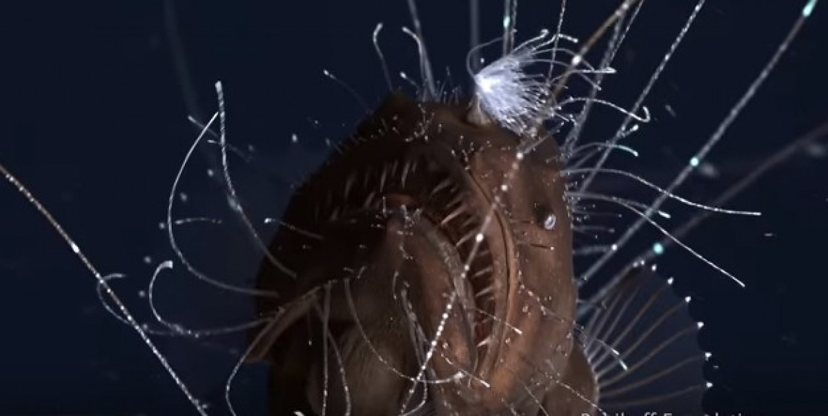 アンコウの繁殖行動を収めた映像のスクリーンショット　※ユーチューブ「First footage of deep-sea anglerfish pair」