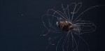 アンコウの繁殖行動を収めた映像のスクリーンショット　※ユーチューブ「First footage of deep-sea anglerfish pair」