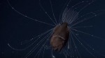 アンコウの繁殖行動を収めた映像のスクリーンショット　※ユーチューブ「First footage of deep-sea anglerfish pair」