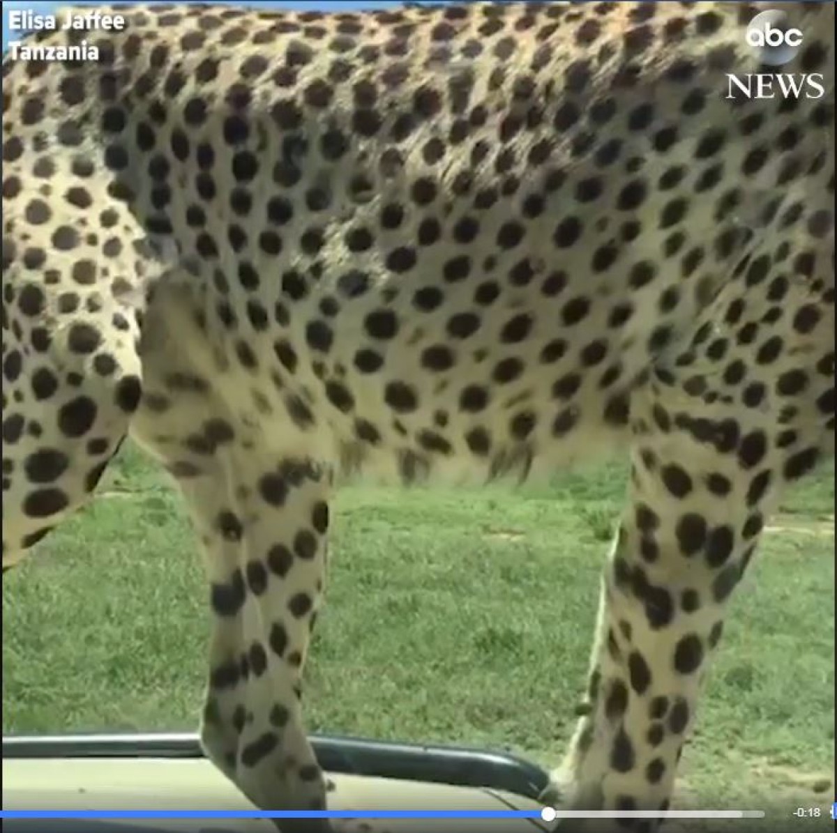 野生チーターが車内に侵入…そんな時の対応は？