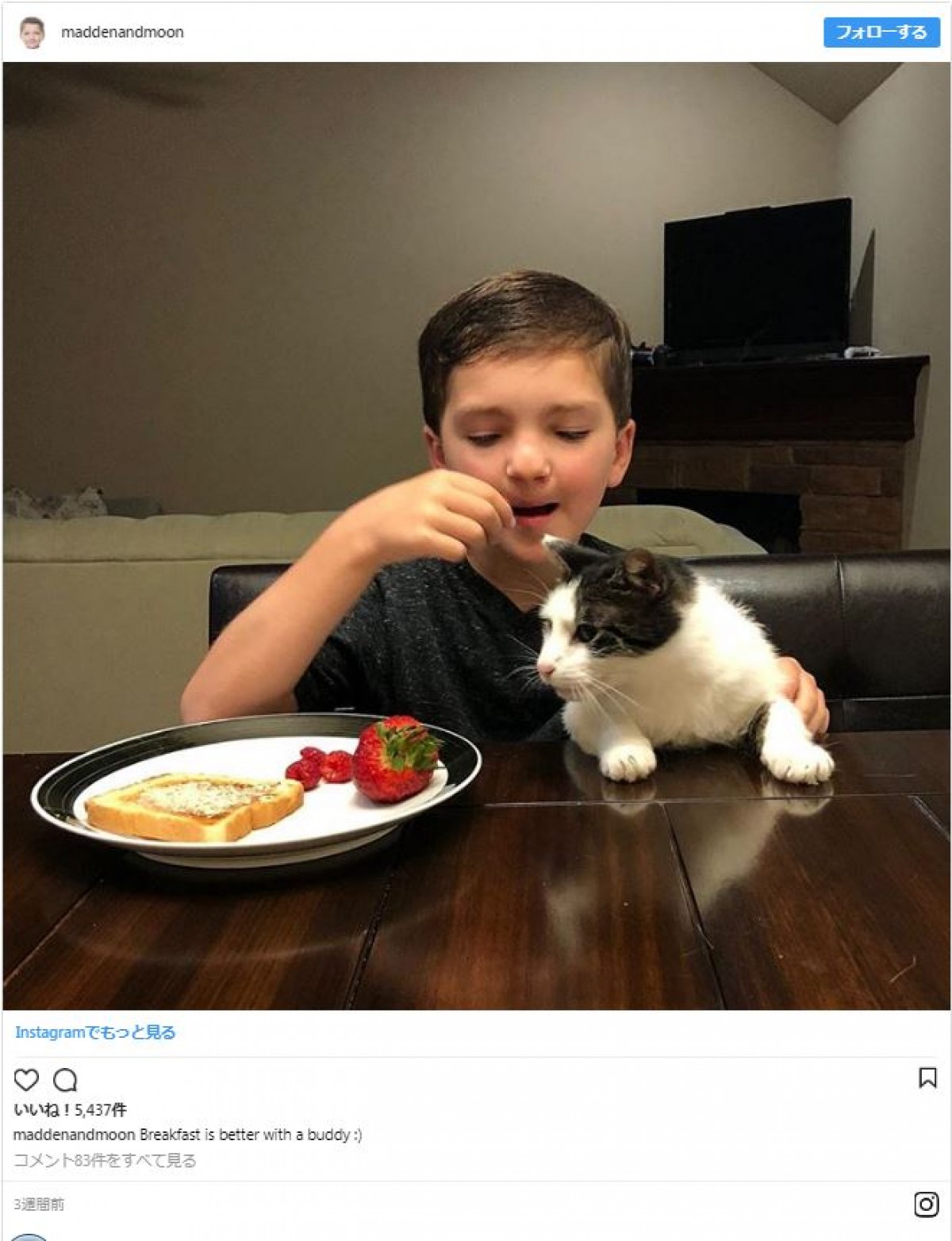 オッドアイの猫、おそろいの瞳を持つ少年と友達になる