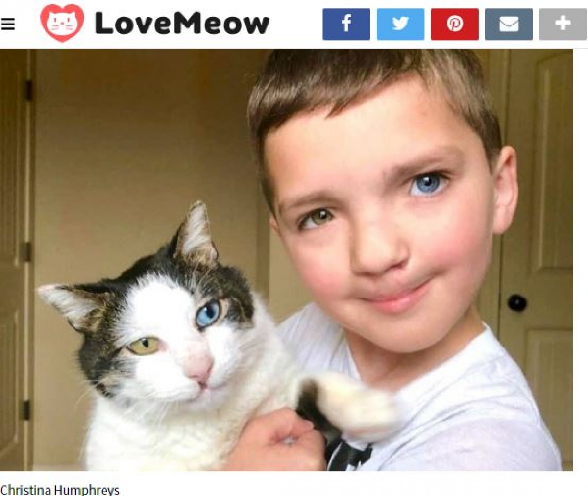 オッドアイの猫、おそろいの瞳を持つ少年と友達になる
