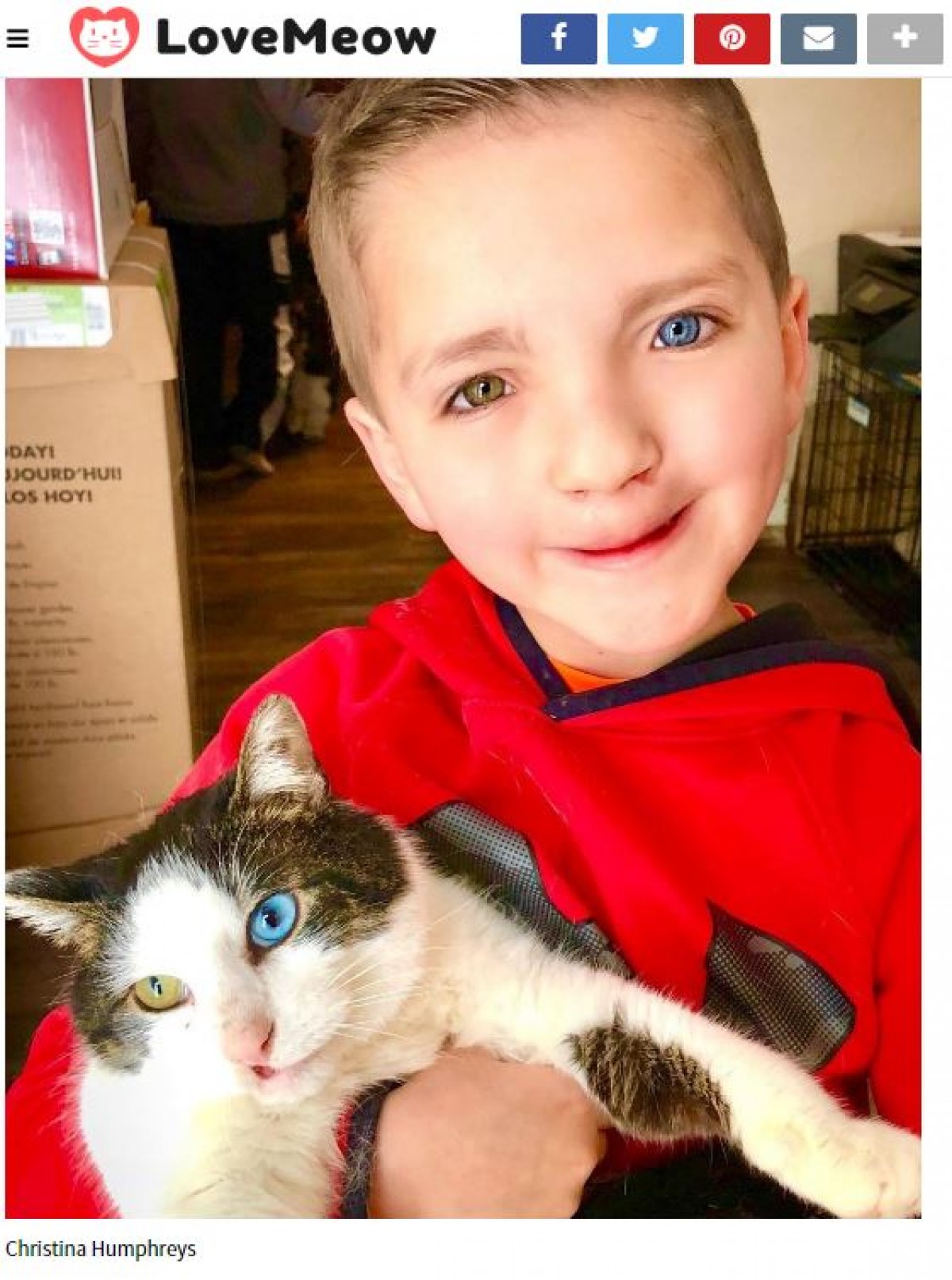 オッドアイの猫、おそろいの瞳を持つ少年と友達になる