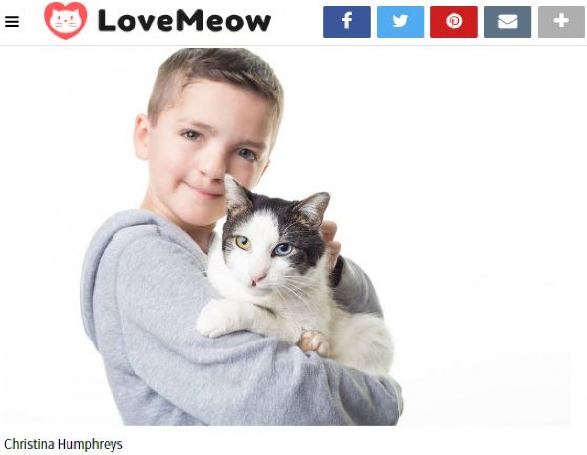 オッドアイの猫、おそろいの瞳を持つ少年と友達になる