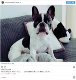 愛犬・アムちゃんと日本代表を熱く応援！ ※「川口春奈」インスタグラム