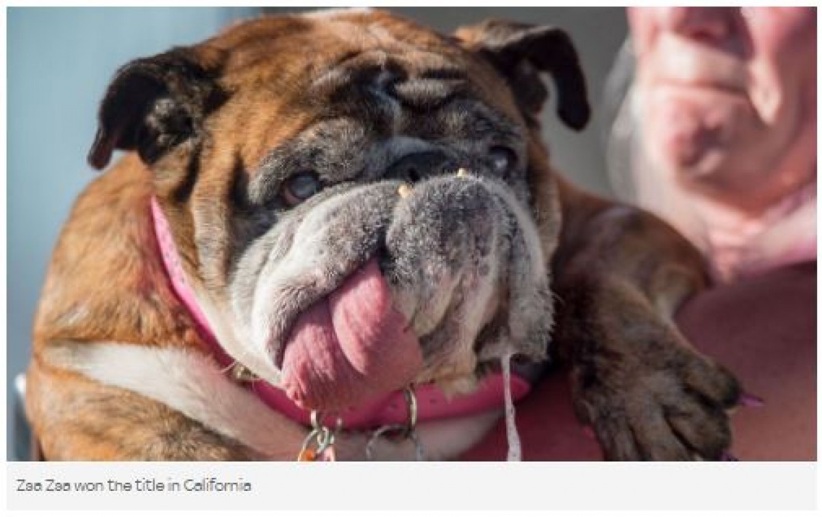 世界一醜い犬コンテスト18開催 今年の勝者はこんなブルちゃん 18年7月1日 写真 気になる ニュース クランクイン