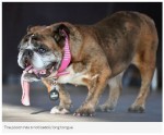 世界一醜い犬コンテスト2018に出場した犬たち　※海外メディア「SkyNews」のスクリーンショット