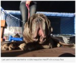 世界一醜い犬コンテスト2018に出場した犬たち　※海外メディア「SkyNews」のスクリーンショット