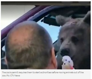 クマと一緒にアイスクリームを買いに行った動物園長に罰金　カナダ
