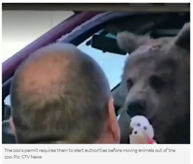 アイスを食べるクマ　※海外メディア「SkyNews」のスクリーンショット