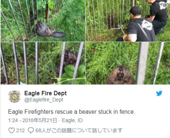 鉄の柵に挟まったビーバーを救助！　※「Eagle Fire Dept」ツイッター