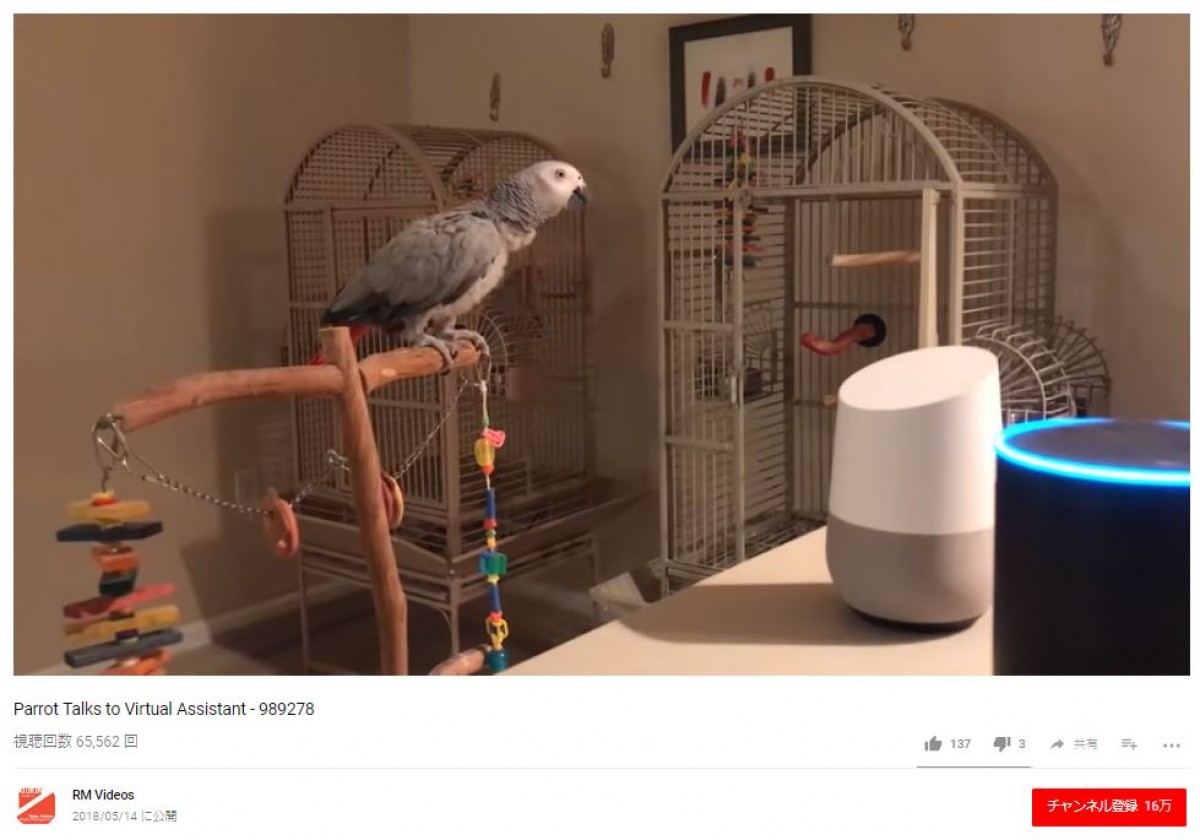 アレクサと大型インコとシュールな会話「電気を消して」