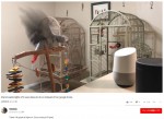 電気を消した大型インコ　※「PetraGrey」YOUTUBE