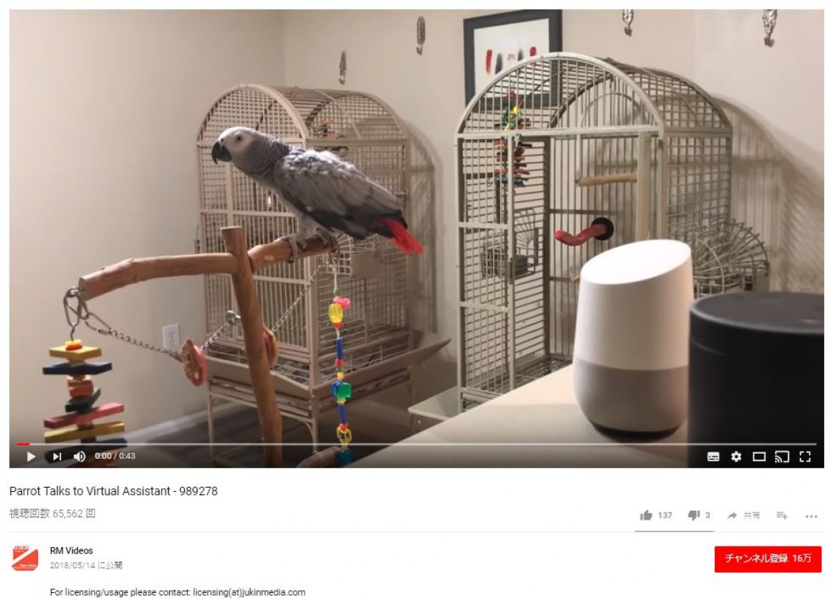 電気を消した大型インコ ※「PetraGrey」YOUTUBE