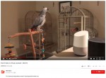 電気を消した大型インコ　※「PetraGrey」YOUTUBE