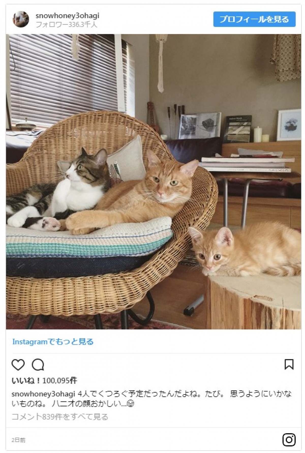 愛猫家の石田ゆり子、動物写真専用のインスタグラムを開設しファン歓喜