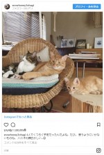 ※「石田ゆり子」動物写真専用インスタグラム